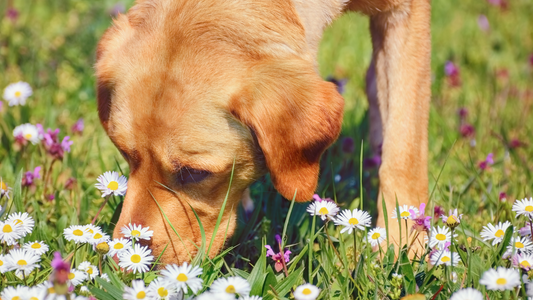 How and Why Allergies Change Over a Dog's Life: The Role of the Microbiome