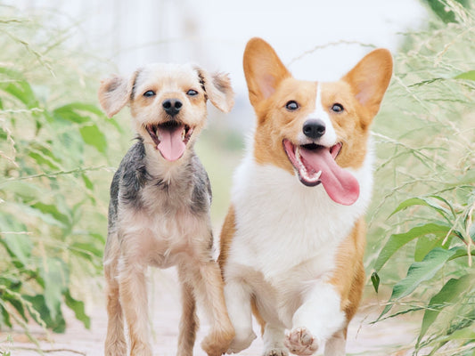 7 Ways to Improve Your Dog’s Health